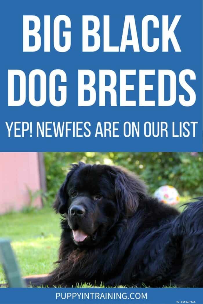 24 raças majestosas de cães pretos + 3 amados companheiros de raças mistas 
