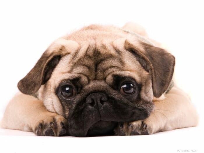Considerando um Pug? Guia especializado para possuir seu novo companheiro 