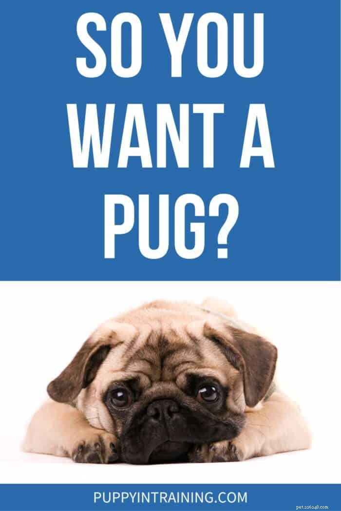 Considerando um Pug? Guia especializado para possuir seu novo companheiro 