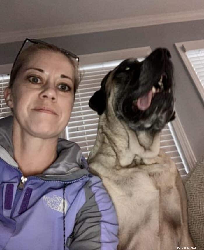 Un mastino è adatto a te? Approfondimenti degli esperti sul gigante gentile 