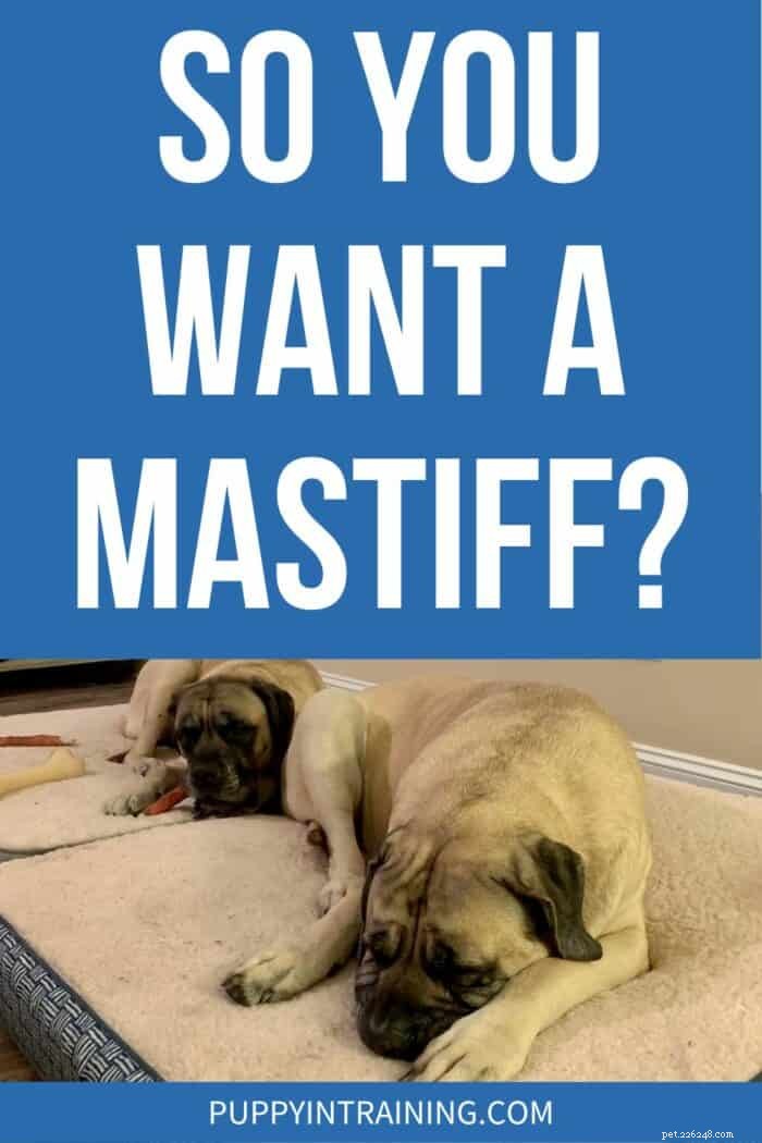 Un mastino è adatto a te? Approfondimenti degli esperti sul gigante gentile 