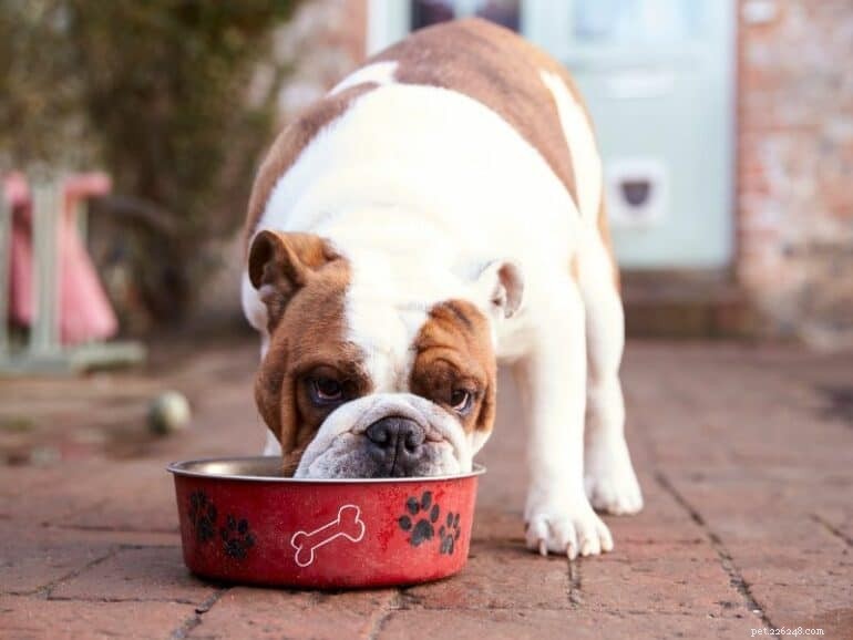 下痢の生食犬に何を与えるべきか：実証済みの治療法と実践的なガイダンス 