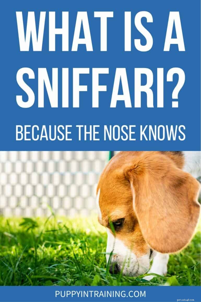 O que é um Sniffari? O guia essencial para deixar seu cachorro explorar pelo nariz 