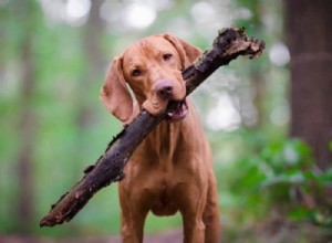 비즐라(Vizsla)란 무엇인가? 활동적인 가족을 위한 최고의 가이드 
