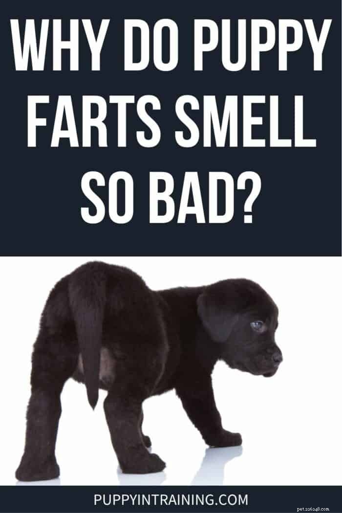Por que a flatulência dos meus filhotes tem um cheiro desagradável? Um guia profissional 