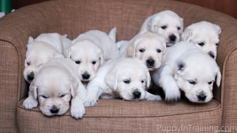 PuppyInTraining.com:새로운 강아지 주인을 위한 신뢰할 수 있는 가이드 