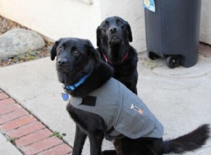 Thundershirt가 개 가죽 끈 공격을 해결할 수 있습니까? 30일 평가판을 통해 얻은 실제 통찰력 