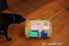 Do cheiro de drogas ao cheiro de DVD:como os cães detectam odores ocultos 