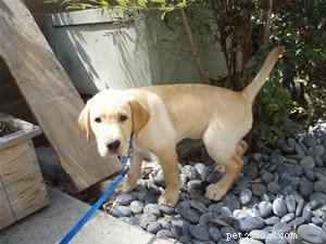 Quem lida com cocô de cachorro-guia? Um guia prático para manipuladores e criadores de filhotes 