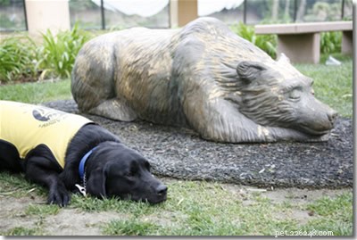 24 fatores que podem desqualificar um cão-guia – Compreendendo os padrões 