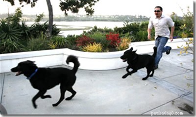決して犬を追いかけてはいけない理由 – 実証済みのトレーニングに関する洞察 