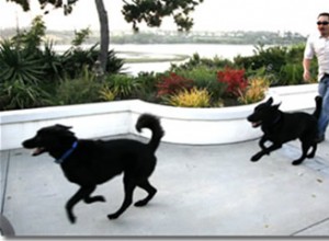 決して犬を追いかけてはいけない理由 – 実証済みのトレーニングに関する洞察 