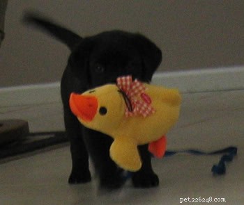 なじみのあるトイレの香りで新しい子犬の移行を楽にする方法 
