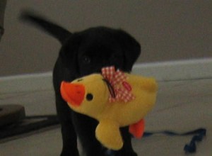 Jak usnadnit přechod vašeho nového štěněte pomocí známé vůně steliva 
