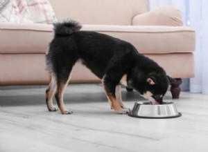 子犬に下痢を治療するために安全に餌を与える方法 