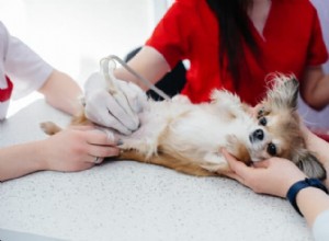 チワワの妊娠:ブリーダーと飼い主のための週ごとの詳細なガイド 