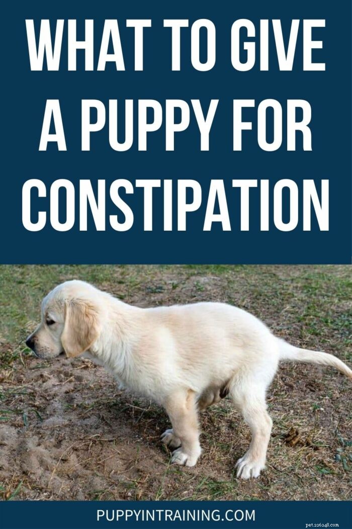 Hoe u de constipatie van uw puppy veilig kunt verlichten:tips van experts en natuurlijke remedies 