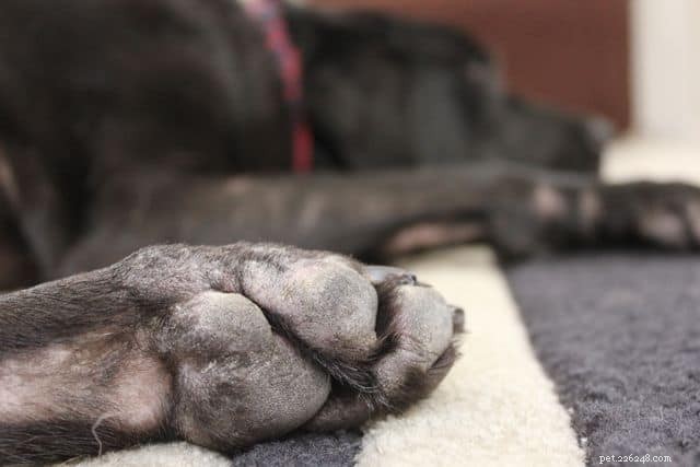 10 bewezen remedies om huidallergieën en jeukende huid bij honden te verlichten 