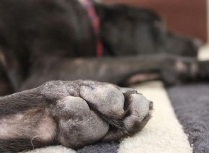 10 osvědčených prostředků k úlevě od alergií na psí kůži a svědění kůže 