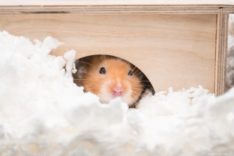 Configuração da gaiola para hamster:guia especializado para uma casa saudável e enriquecedora 