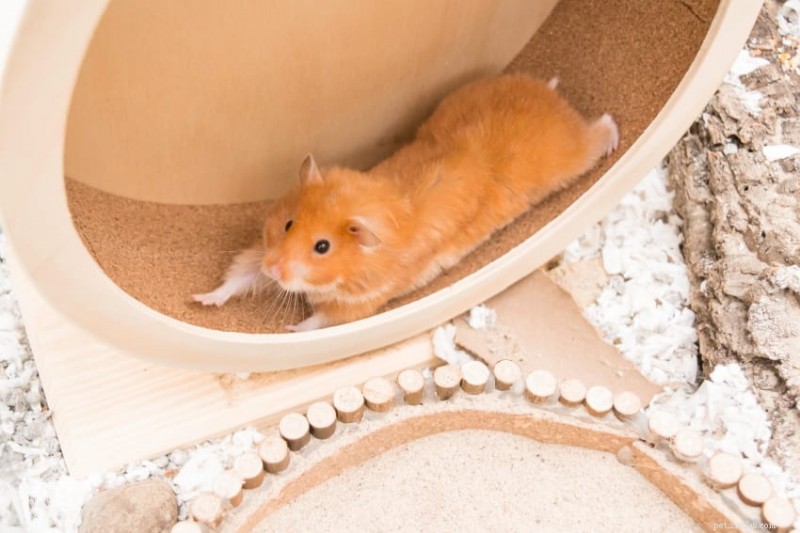 Configuração da gaiola para hamster:guia especializado para uma casa saudável e enriquecedora 
