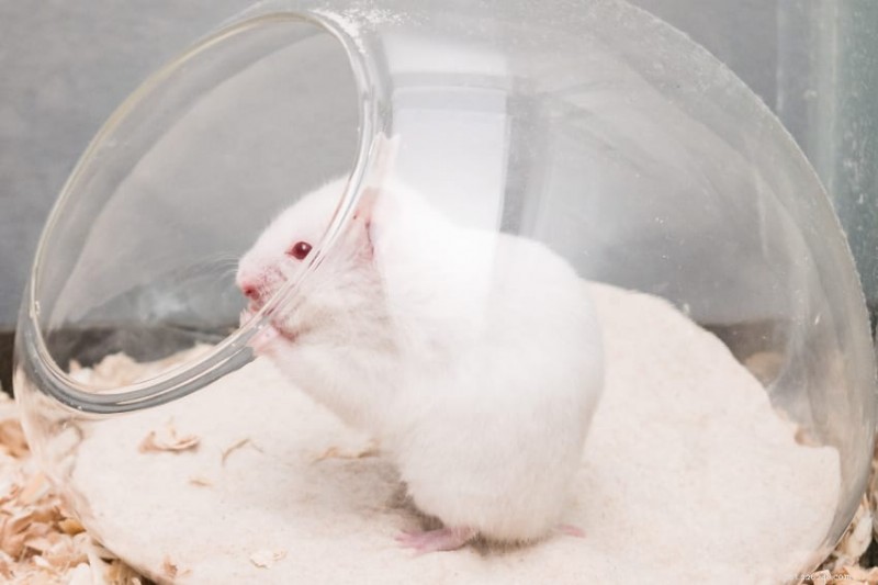 Configuração da gaiola para hamster:guia especializado para uma casa saudável e enriquecedora 