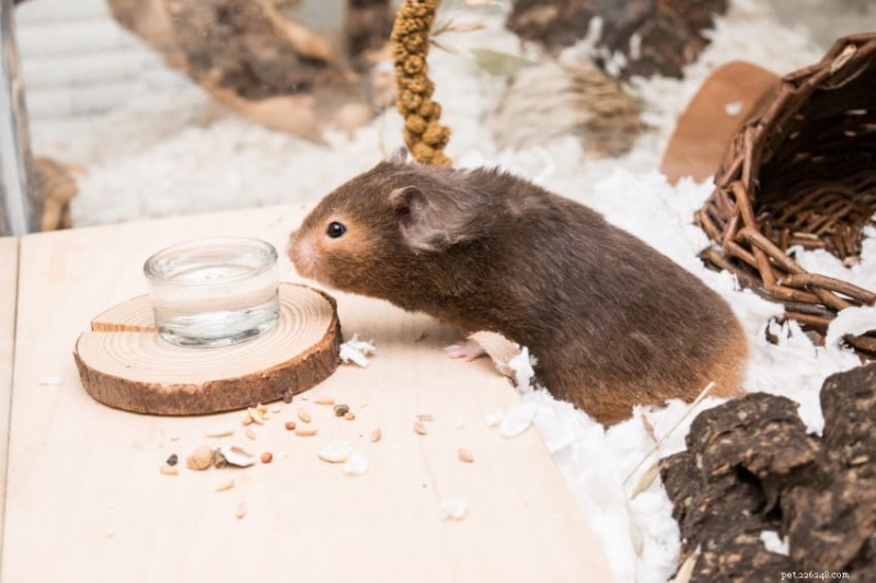 Configuração da gaiola para hamster:guia especializado para uma casa saudável e enriquecedora 
