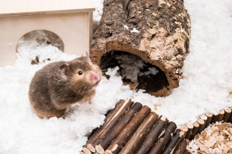 Configuração da gaiola para hamster:guia especializado para uma casa saudável e enriquecedora 