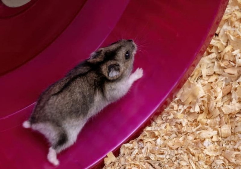 Por que todo hamster precisa de uma roda – escolhendo o tamanho seguro, silencioso e adequado 