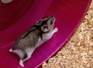 Por que todo hamster precisa de uma roda – escolhendo o tamanho seguro, silencioso e adequado 
