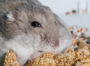Více než 1000 roztomilých a zábavných jmen pro křečky pro muže a ženy, trpaslíky a Syřany 