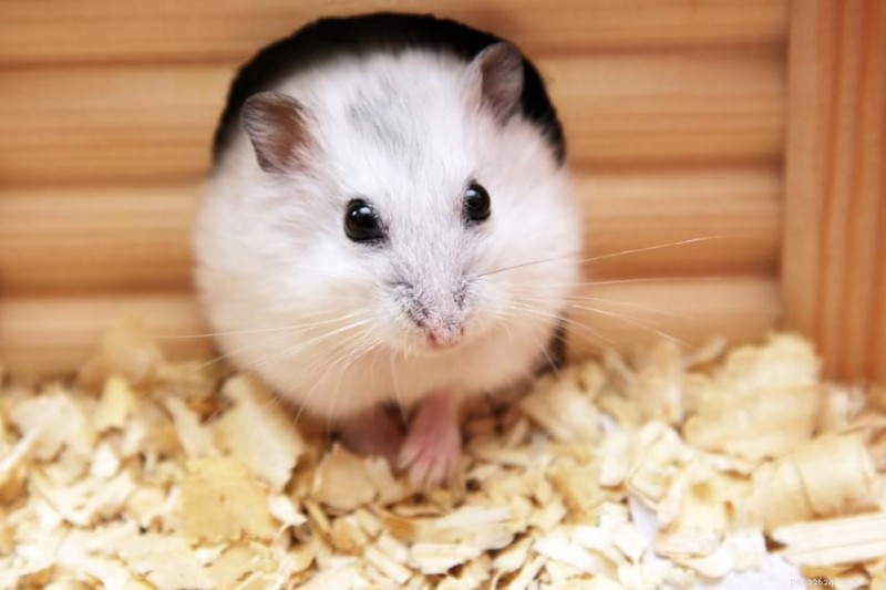 Mais de 1000 nomes de hamsters fofos e engraçados para homens e mulheres, anões e sírios 