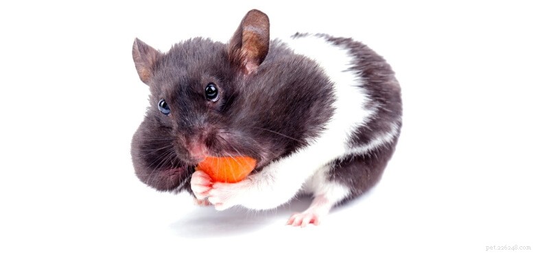 Mais de 1000 nomes de hamsters fofos e engraçados para homens e mulheres, anões e sírios 