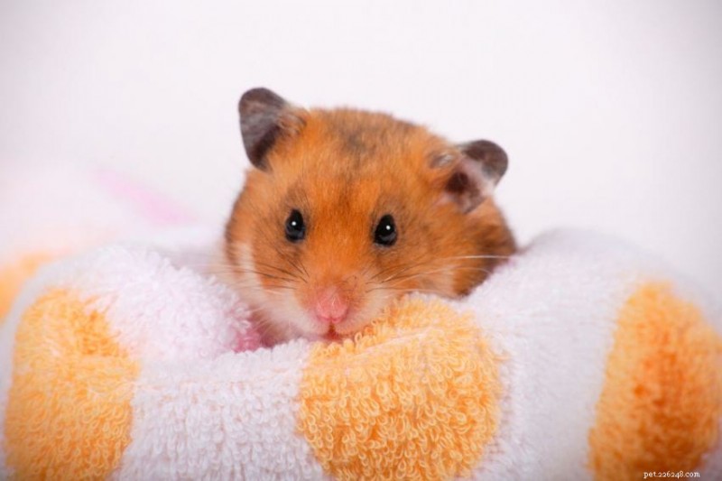 Mais de 1000 nomes de hamsters fofos e engraçados para homens e mulheres, anões e sírios 