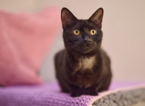 Světla, kamera, adopce:Seznamte se s kočkami inspirujícími k novému životu 