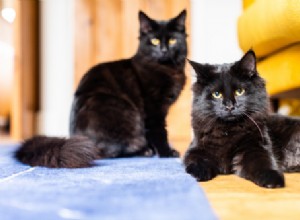 Jak kočky komunikují:řeč těla, vůně a hlasové podněty 