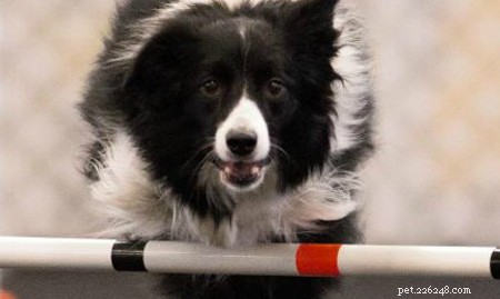 ARC:il principale centro di riabilitazione canina del Michigan dal 2001 