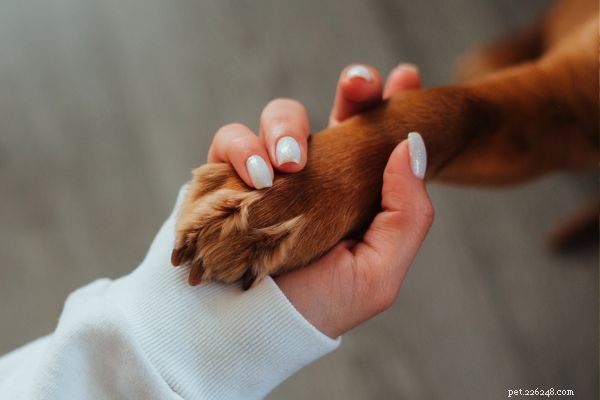 ARC:il principale centro di riabilitazione canina del Michigan dal 2001 