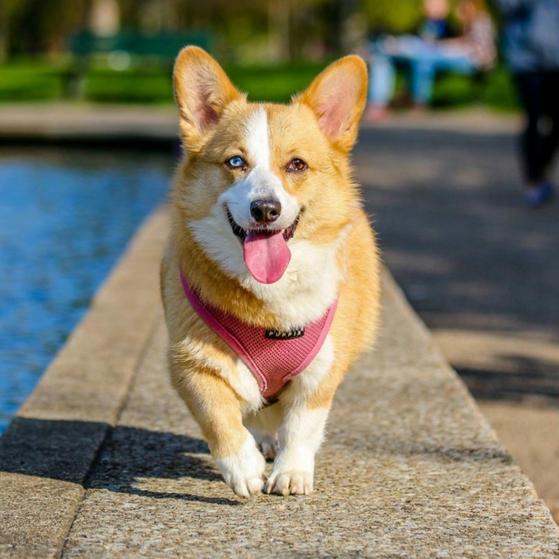 Come riconoscere e prevenire le allergie più comuni nei cani:una guida completa 
