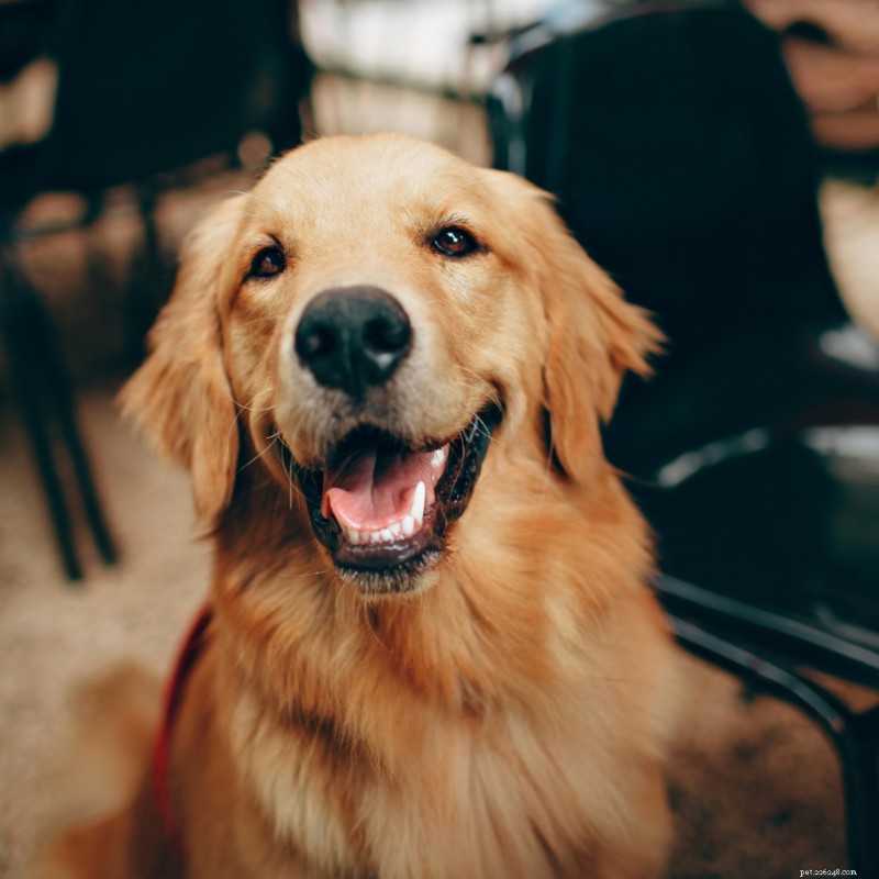 Come riconoscere e prevenire le allergie più comuni nei cani:una guida completa 