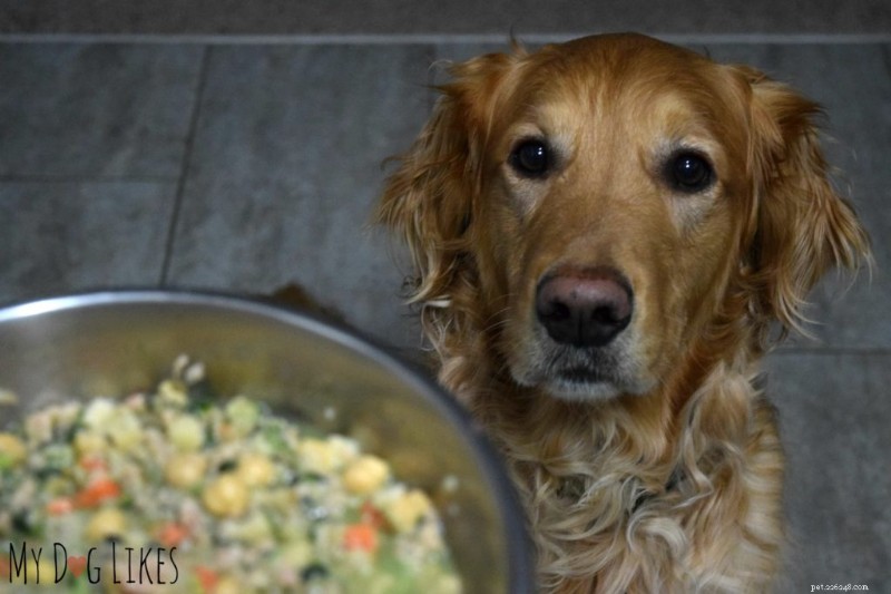 Guida esperta per la gestione del peso del tuo cane:strategie comprovate di dieta ed esercizio fisico 