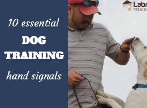 10 の重要な犬のハンドシグナル:犬が視覚的に反応できるように訓練する方法 