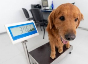 あなたのシニア犬は痩せていますか?原因、症状、餌の与え方 