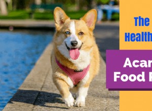 アカナ ドッグフード レビュー:すべての子犬に適したプレミアムな穀物不使用の栄養補給 