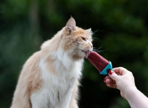 Mohou si kočky bezpečně vychutnat vanilkovou zmrzlinu? Rizika, alternativy a tipy odborníků 
