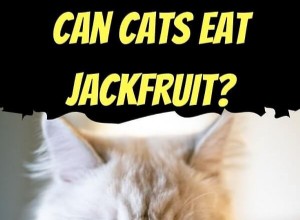 Mohou kočky bezpečně jíst jackfruit? Průvodce bezpečností ovoce pro kočky 