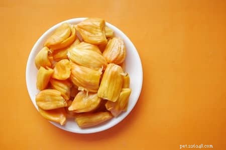 고양이가 Jackfruit를 안전하게 먹을 수 있습니까? 고양이를 위한 과일 안전 가이드 