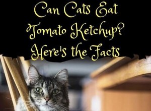 Is Ketchup Safe for Cats? Průvodce veterináře 