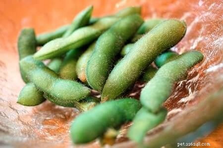 猫は枝豆を安全に食べられるのか？獣医師承認のガイド 