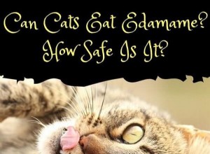 猫は枝豆を安全に食べられるのか？獣医師承認のガイド 